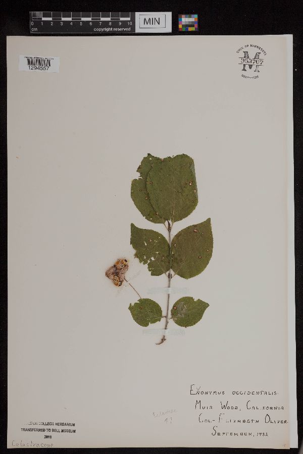 Euonymus occidentalis image