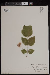 Image Associated With the Occurrence