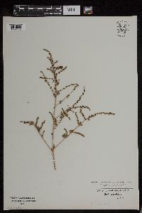 Atriplex prostrata image