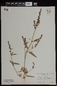 Atriplex patula image