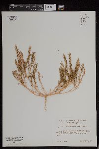 Chenopodium berlandieri image