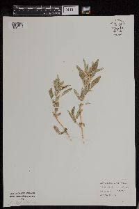 Chenopodium leptophyllum image