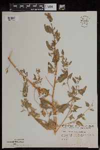 Chenopodium rubrum image