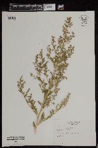 Chenopodium simplex image
