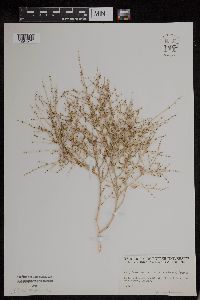 Cycloloma atriplicifolium image