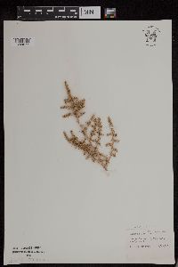 thumbnail image of current specimen