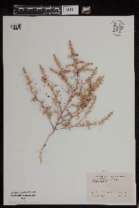 Salsola tragus image
