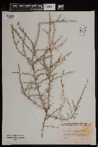 Salsola tragus image