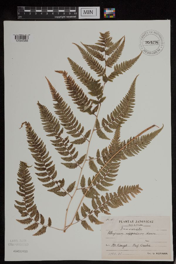 Athyrium niponicum image