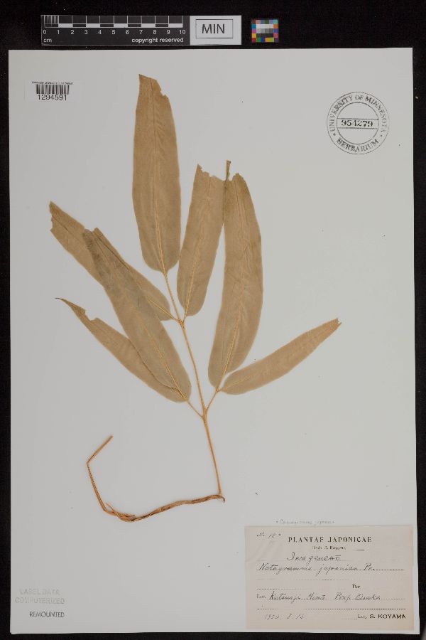 Coniogramme japonica image