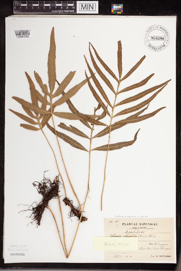 Leptochilus ellipticus image