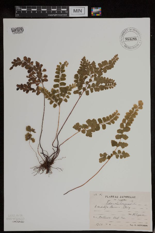 Lindsaea chienii image