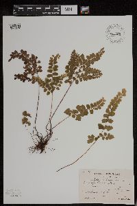Media resource of Lindsaea chienii
