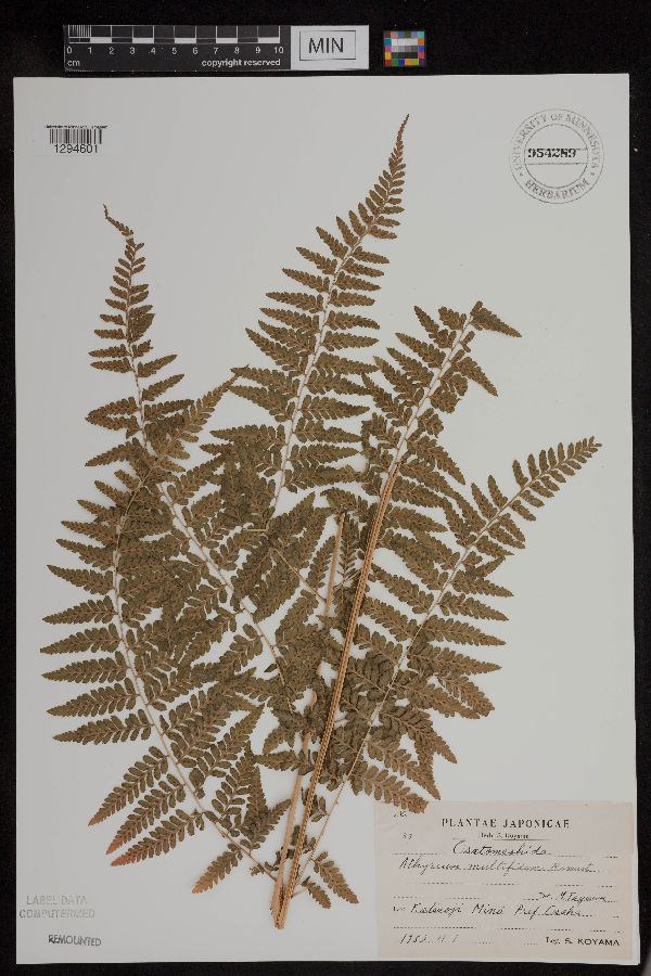 Athyrium multifidum image