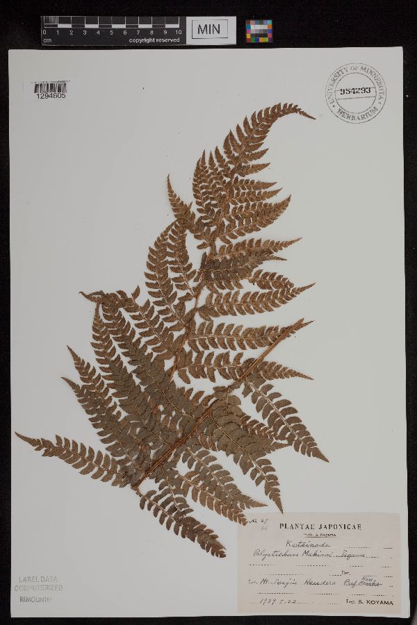 Polystichum makinoi image