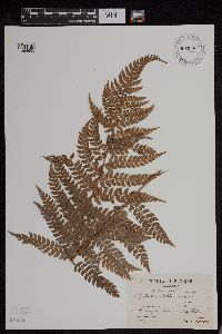 Image of Polystichum makinoi