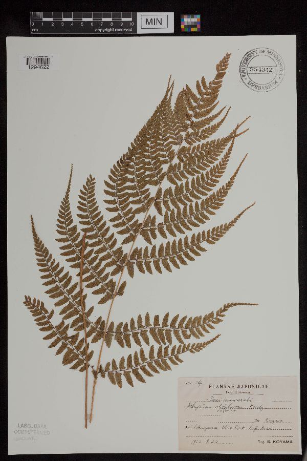 Athyrium otophorum image