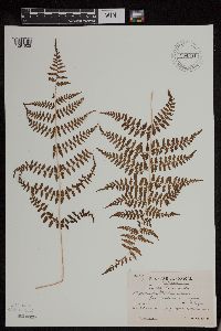 Athyrium multifidum image