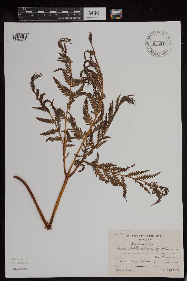 Pteris wallichiana image