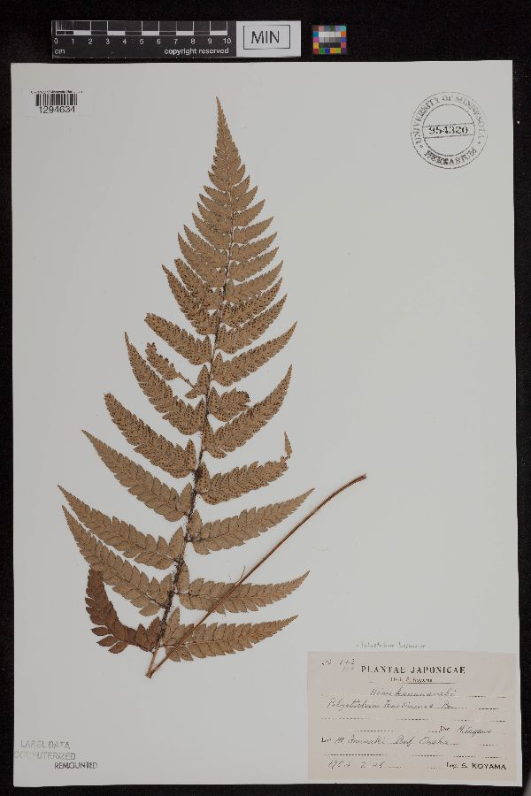 Polystichum luctuosum image