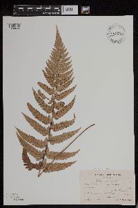 Image of Polystichum luctuosum