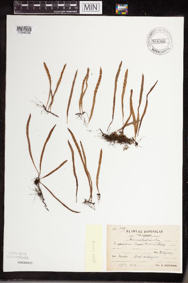 Lepisorus onoei image