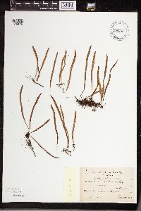 Image of Lepisorus onoei
