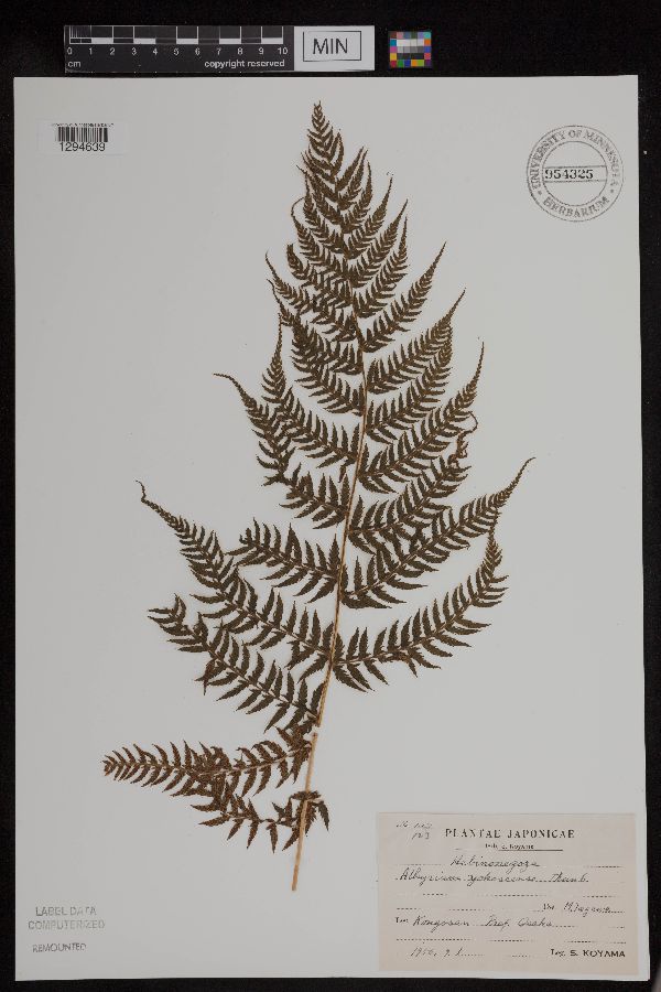 Athyrium yokoscense image