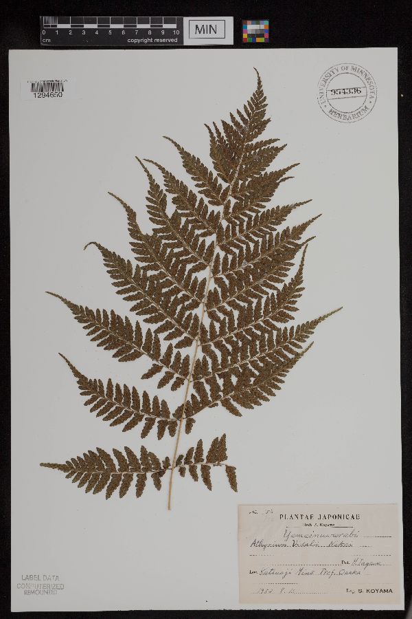 Athyrium vidalii image