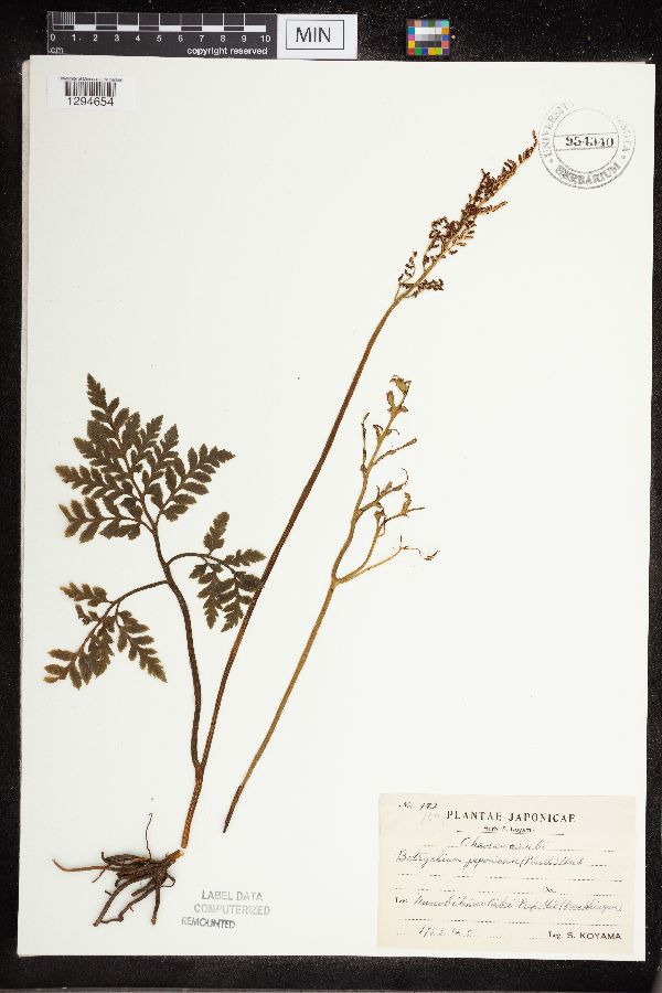 Sceptridium japonicum image