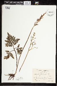 Media resource of Sceptridium japonicum