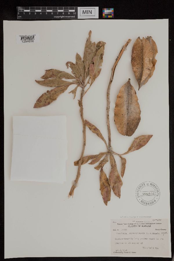 Oenothera macrocarpa image