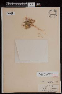 Oenothera deltoides image