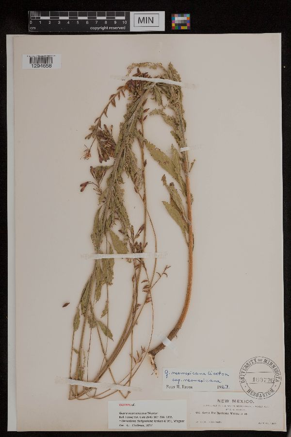 Oenothera dodgeniana image
