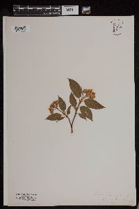 Cornus sericea image