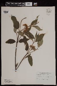 Cornus sericea image