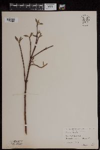 Cornus sericea image