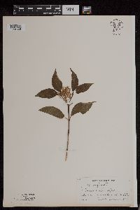Cornus sericea image