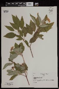 Cornus sericea image