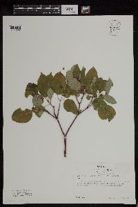 Cornus sericea image