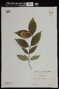 Cornus racemosa image