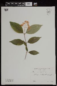 Cornus racemosa image