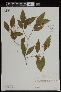 Cornus racemosa image