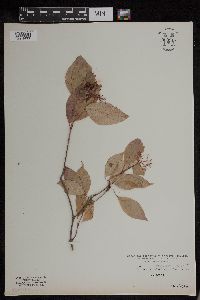 Cornus racemosa image