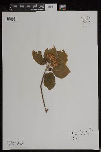 Cornus rugosa image