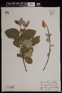 Cornus sericea image