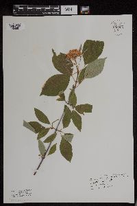 Cornus sericea image