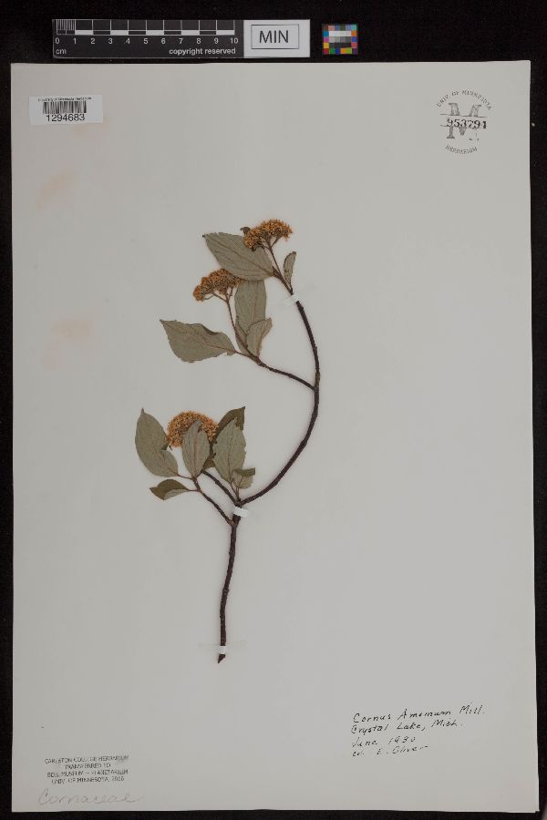 Cornus amomum image