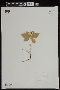 Cornus canadensis image