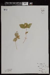 Cornus canadensis image